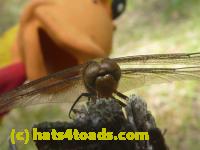 /home//u458753944/public_html/sourcegallery////////////Insects and small critters/dragonflies and damselflies/P1070480.JPG